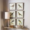 Spring Soldiers Bird Prints Wall Art (Set of 6)