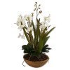 Moth Orchid Planter