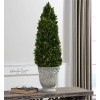 Boxwood Cone Topiary